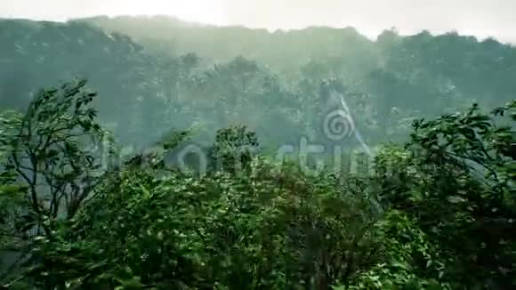 霸王龙恐龙丛林动画现实的渲染4k视频的预览图