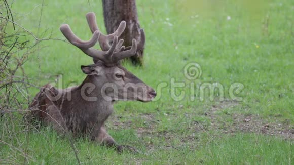 意大利阿布鲁佐国家公园的鹿视频的预览图