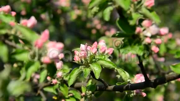 苹果园开着粉红色的花视频的预览图