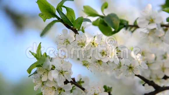 春天梅树上的大花视频的预览图