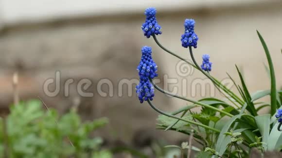 蓝铃状的多叶植物花朵紧密地结合在一起绽放视频的预览图