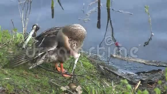 一只鸭子在河岸上捕食视频的预览图