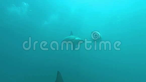 黑尖鲨鱼在诱饵周围游泳视频的预览图