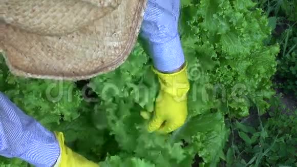 夏季花园采摘新鲜生菜的园丁视频的预览图