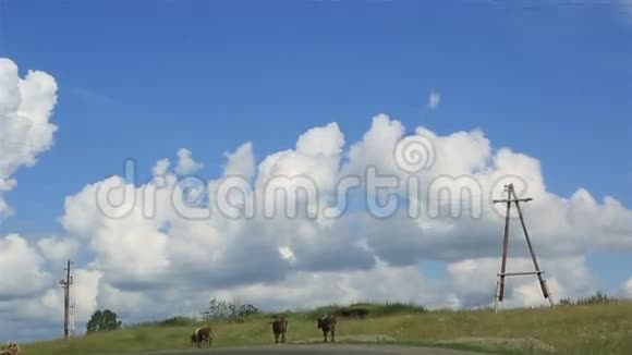 奶牛在路上阿尔泰克拉伊视频的预览图
