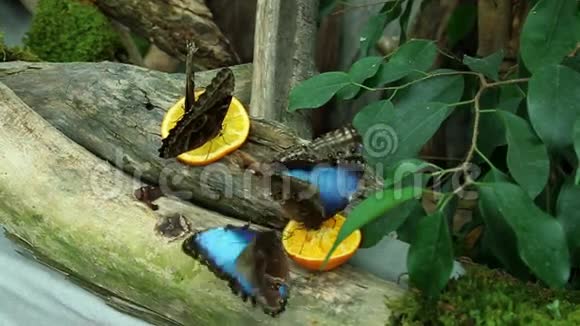 蝴蝶在吃东西视频的预览图