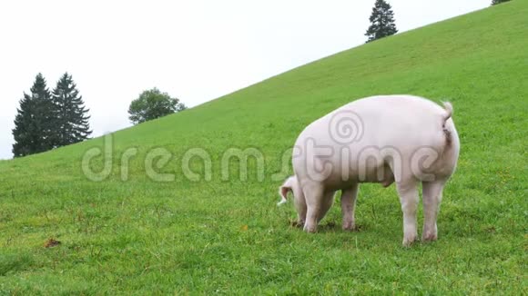 奥地利山区绿色草甸上的粉红色猪圈和燕麦视频的预览图