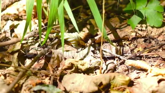 有蚂蚁枯叶和小树苗的森林土壤视频的预览图