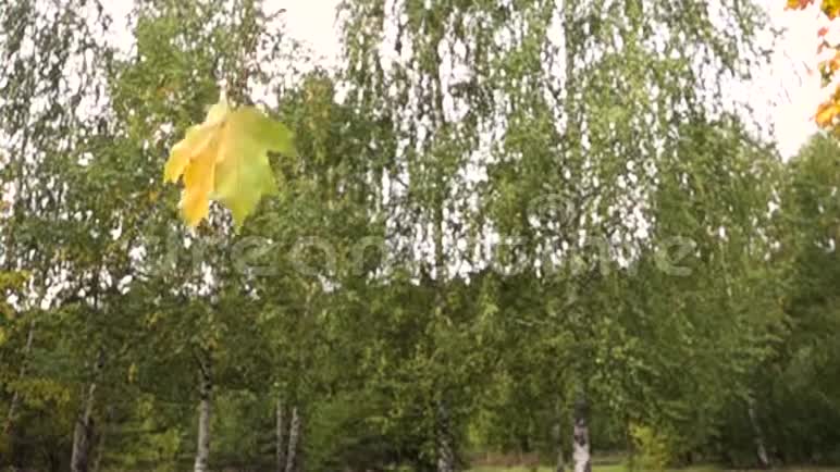 秋天黄色的木头草地视频的预览图