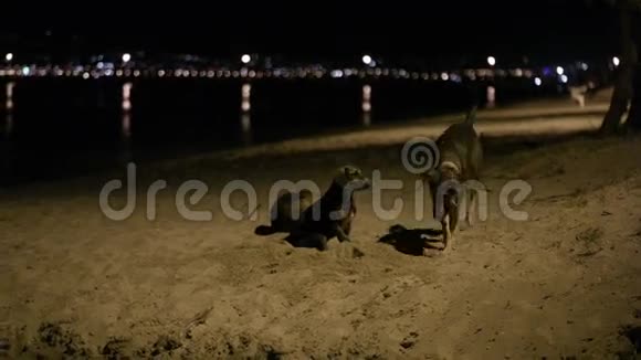 夜里三只流浪狗在海滩上视频的预览图
