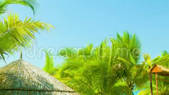 热带海岸的平房屋顶和棕榈树视频的预览图