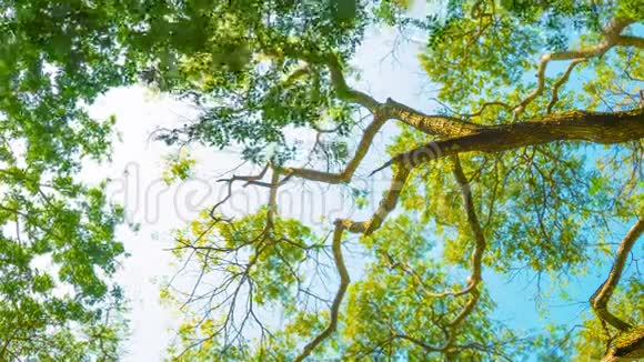 明亮天空背景下的高大树木的树冠视频的预览图