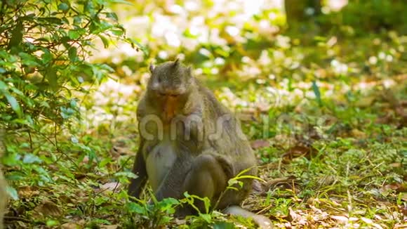 野猴柬埔寨森林中的猕猴视频的预览图