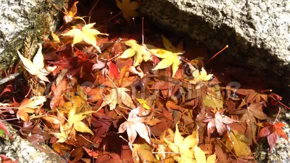 美丽的秋色的恩雅库吉视频的预览图