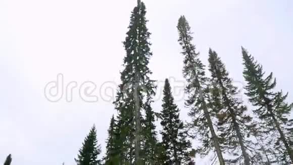 阴天下雪时山上的杉树被雪覆盖1920x1080视频的预览图