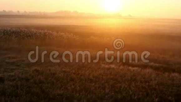 秋日雾蒙蒙的时候草地上的日出视频的预览图