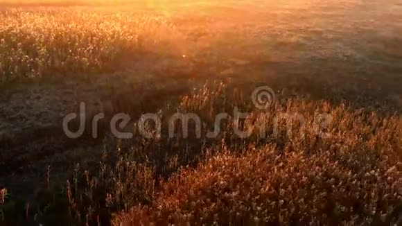 秋日雾蒙蒙的时候草地上的日出视频的预览图