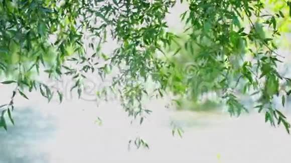 河面上的柳树枝条视频的预览图