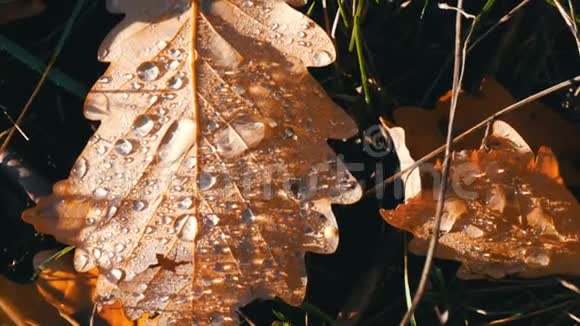 秋天的落叶上有许多美丽的晨露滴美丽的秋叶上的露珠视频的预览图