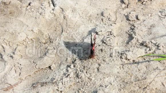 沙滩上的红黑蝴蝶视频的预览图