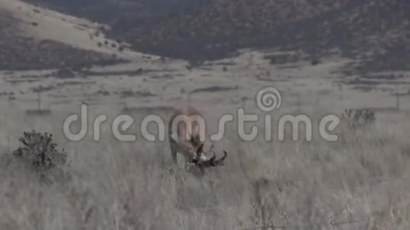 好奇的Pronghorn羚羊巴克视频的预览图