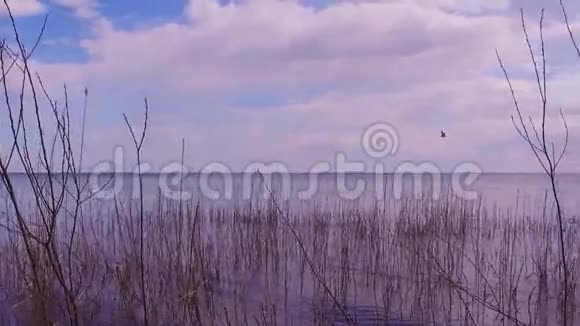 斯塔迪加姆拍摄的湖岸海滩视频的预览图