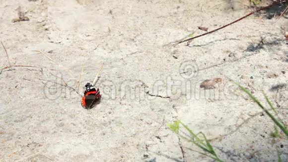 沙滩上的红黑蝴蝶视频的预览图