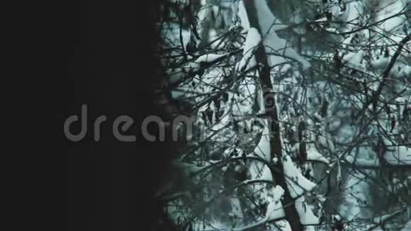 雪与霜冻的森林没有人视频的预览图