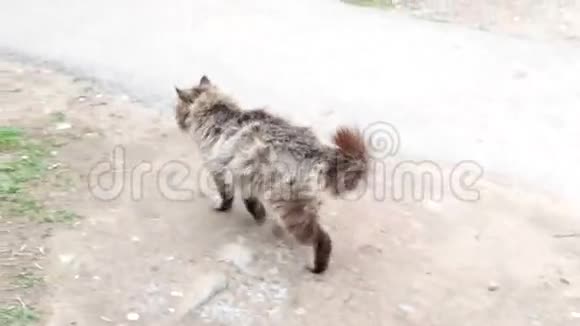 肮脏的街头猫户外镜头视频的预览图