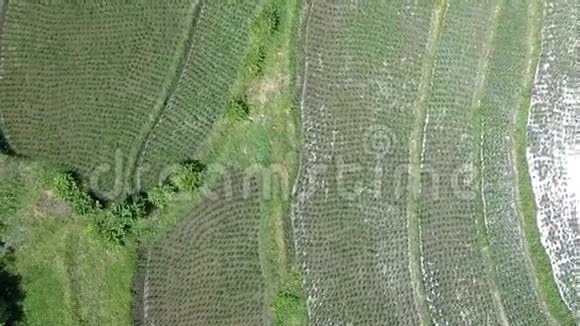 从无人驾驶飞机上俯瞰水稻梯田印度尼西亚巴厘岛视频的预览图