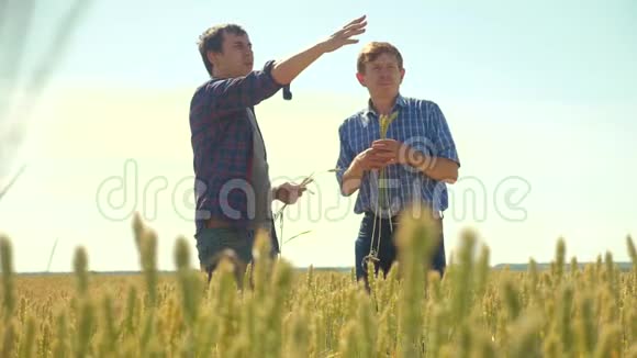 老二农夏时握手麦田里跑麦面包慢动作视频农民视频的预览图