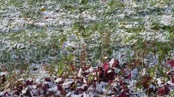 第一场雪覆盖的绿色草坪视频的预览图