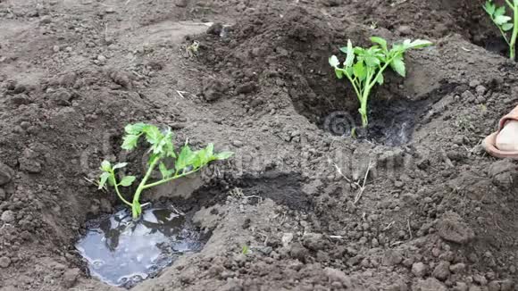 女人正在花园里种小番茄给它们浇水然后在泥土里挖视频的预览图