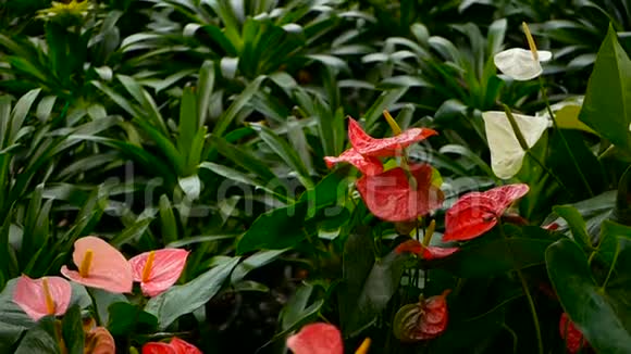 野生的娇嫩的有毒的卡莱百合以黄色的雄蕊在花园中绽放为自然的花背景视频的预览图