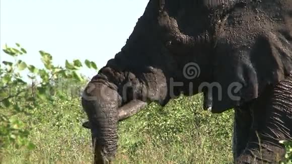 大象正在用泥浆冷却皮肤视频的预览图