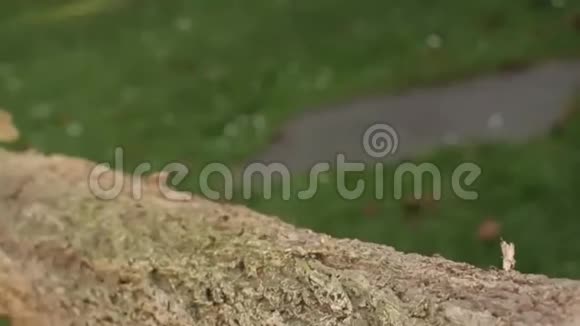 小橙色的婴儿蜥蜴视频的预览图