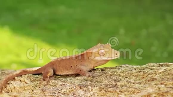 小橙色的婴儿蜥蜴视频的预览图