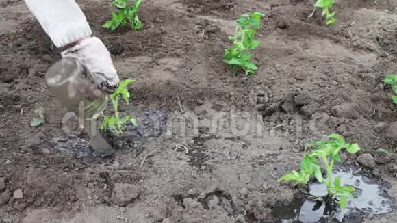 女人正在花园里种小番茄给它们浇水然后在泥土里挖视频的预览图