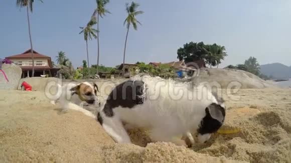 夏天在沙滩挖狗视频的预览图