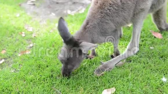 小袋鼠吃澳大利亚视频的预览图