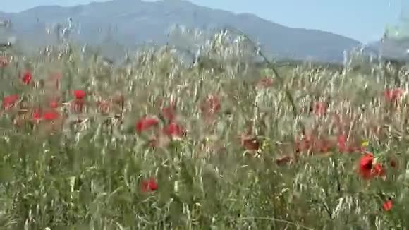 黄色和白色的高草在风中飘扬视频的预览图