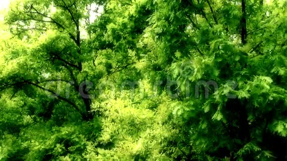 梦幻的森林为效果增添了光彩视频的预览图