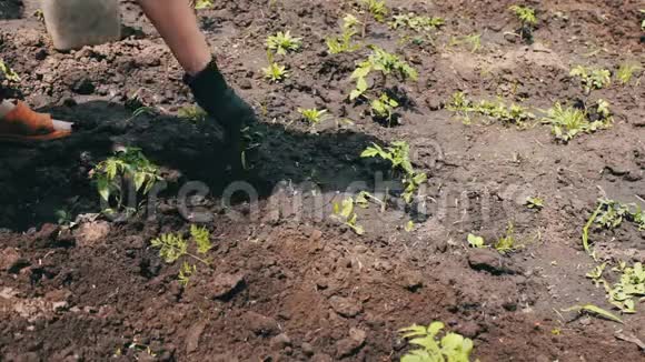 一个女农民在花园里除草清理年轻绿色植物周围的杂草人用马托克砍杂草关于一个视频的预览图