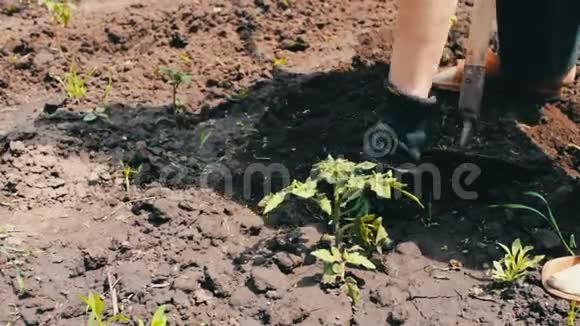一个女农民在花园里除草清理年轻绿色植物周围的杂草人用马托克砍杂草关于一个视频的预览图