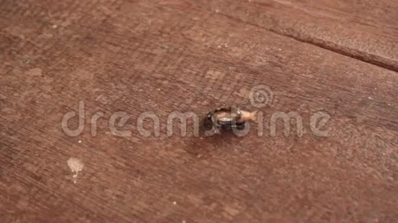 蚂蚁吃昆虫视频的预览图