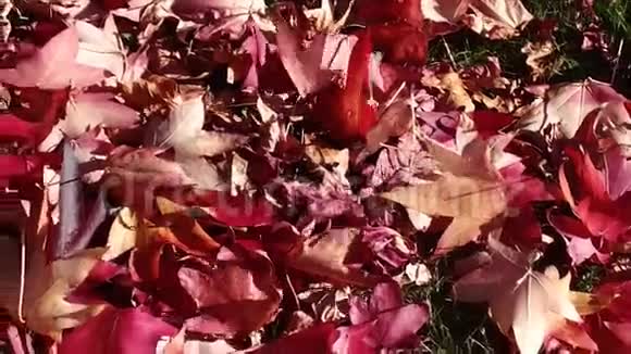 秋叶风的足迹视频的预览图