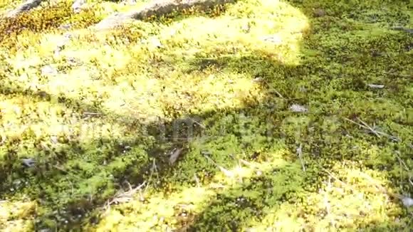 在这棵老树下地面覆盖着绿色茂盛的苔藓视频的预览图