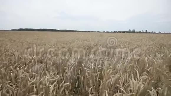 有黑麦和谷子黄色耳朵的田野视频的预览图