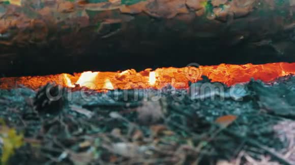 近距离观看巨大的燃烧的木柴或原木躺在绿色上在明火中燃烧视频的预览图