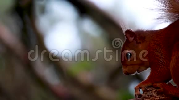 苏格兰莫雷红松鼠在松树上吃喂抓视频的预览图